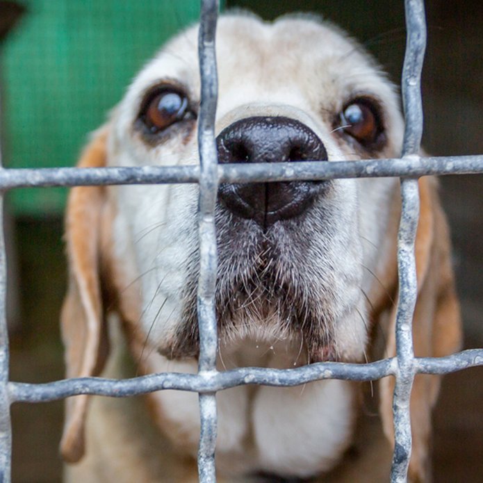 a dog standing behind the fence