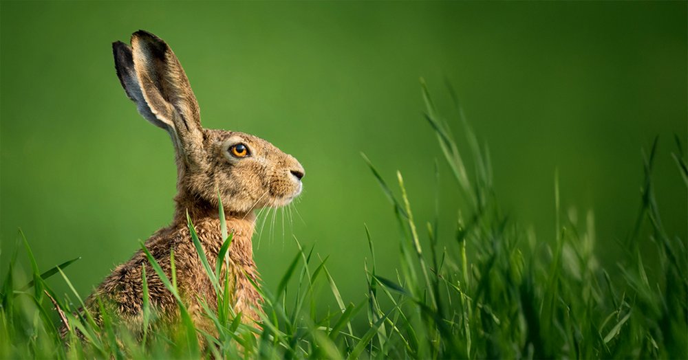 Easter hare