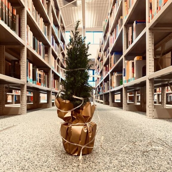 Mała choinka w doniczce ustawiona między regałami książek w Bibliotece UŁ.