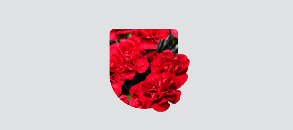 Red carnations in the shape of a heraldic shield