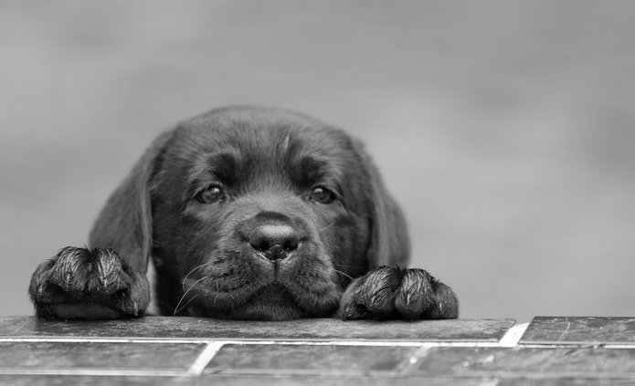 a black and white photo of a puppy