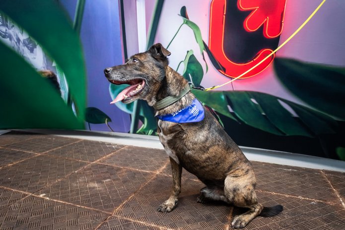 Trójnogi brązowy pies w niebieskiej chuście zawiązanej na szyi