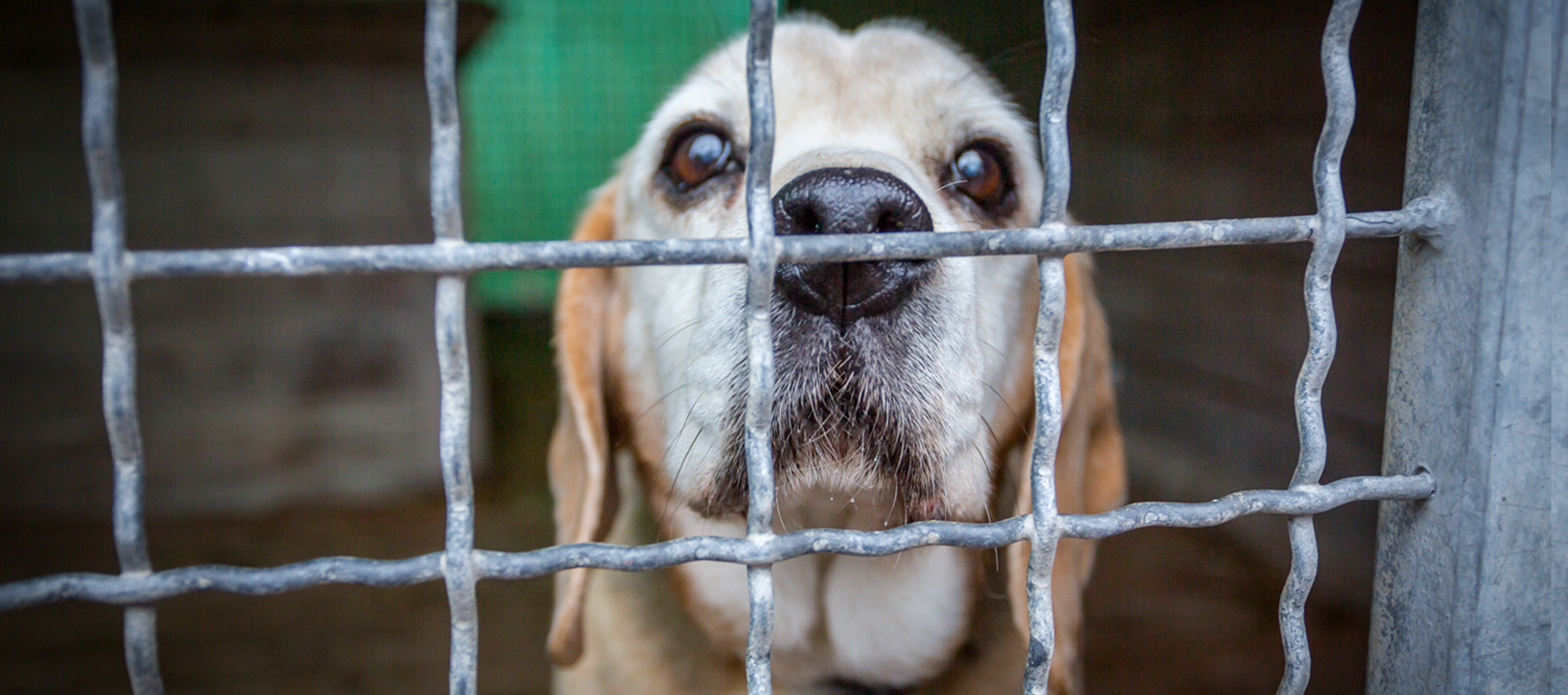 a dog standing behind the fence